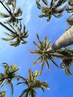 A photo of palm trees
