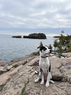 A photo of kais dog, Dot.